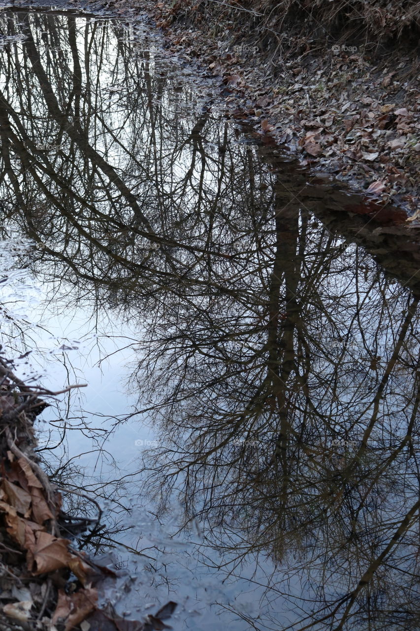 Forest reflection in the wooded stream.
