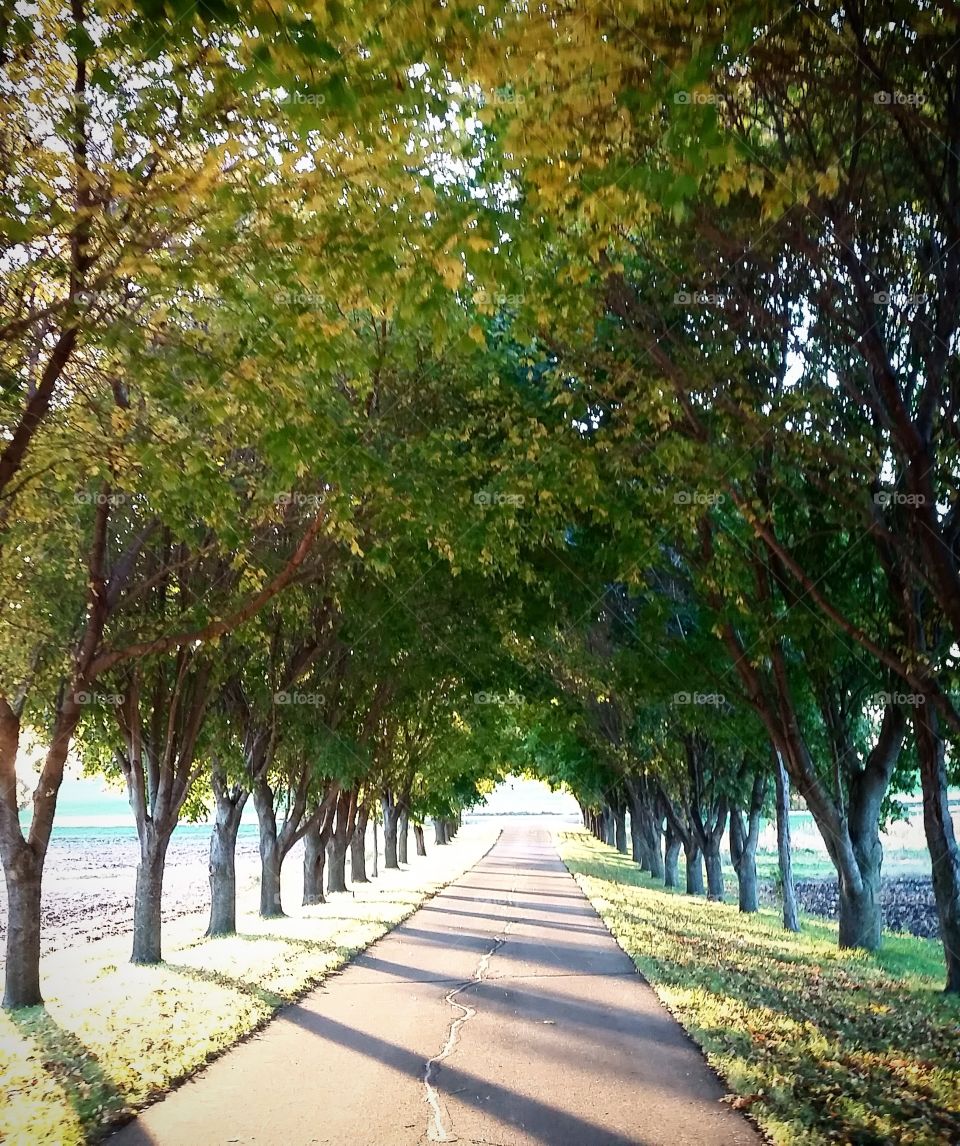 Footpath along with tree