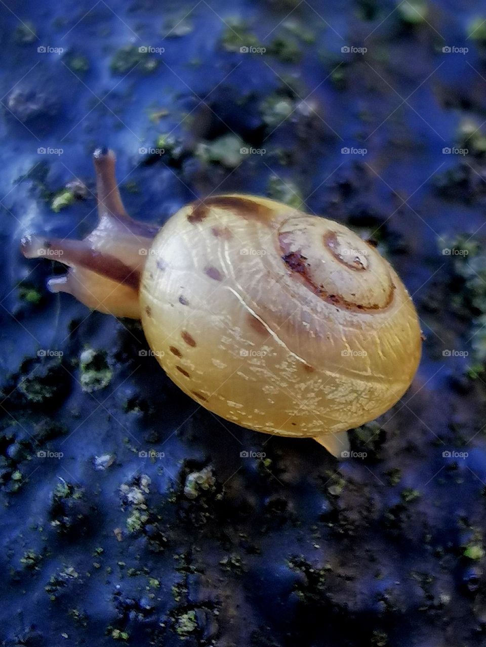 macro snail