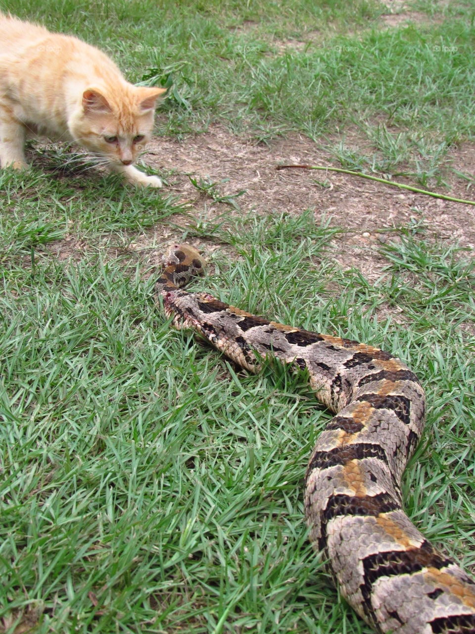 cat biting tail of rattlesnake in grass