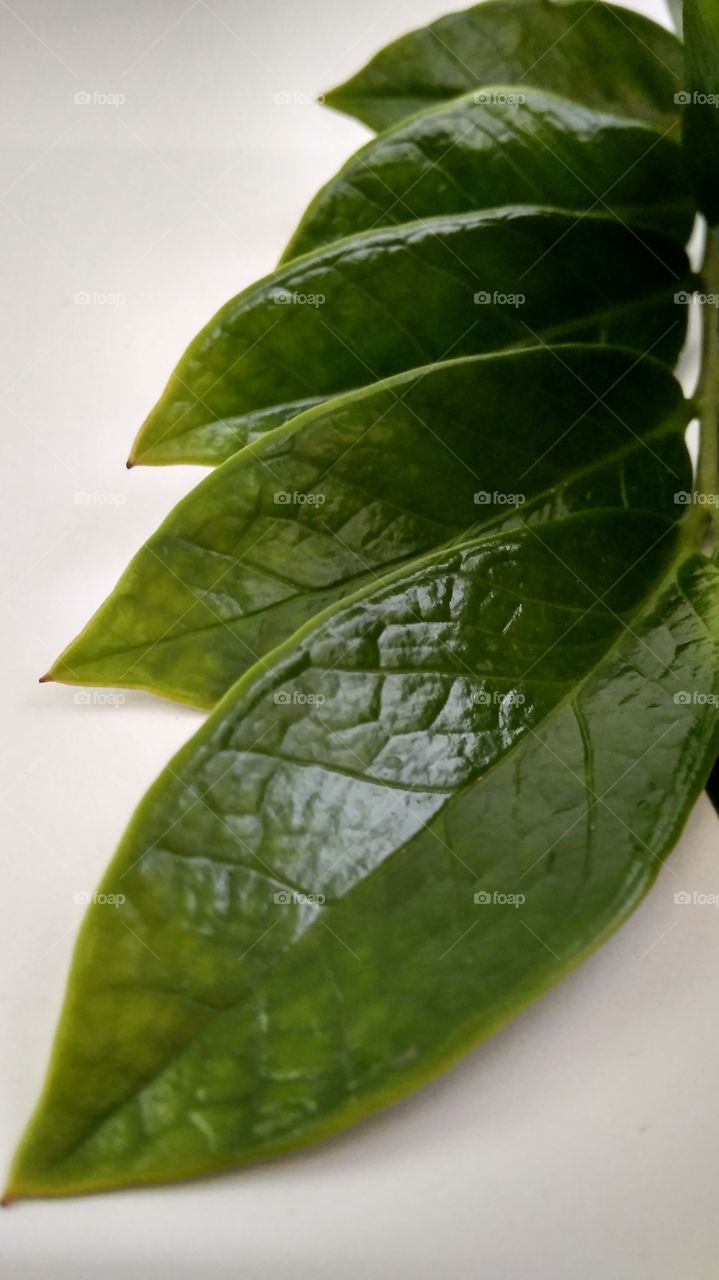 leaf