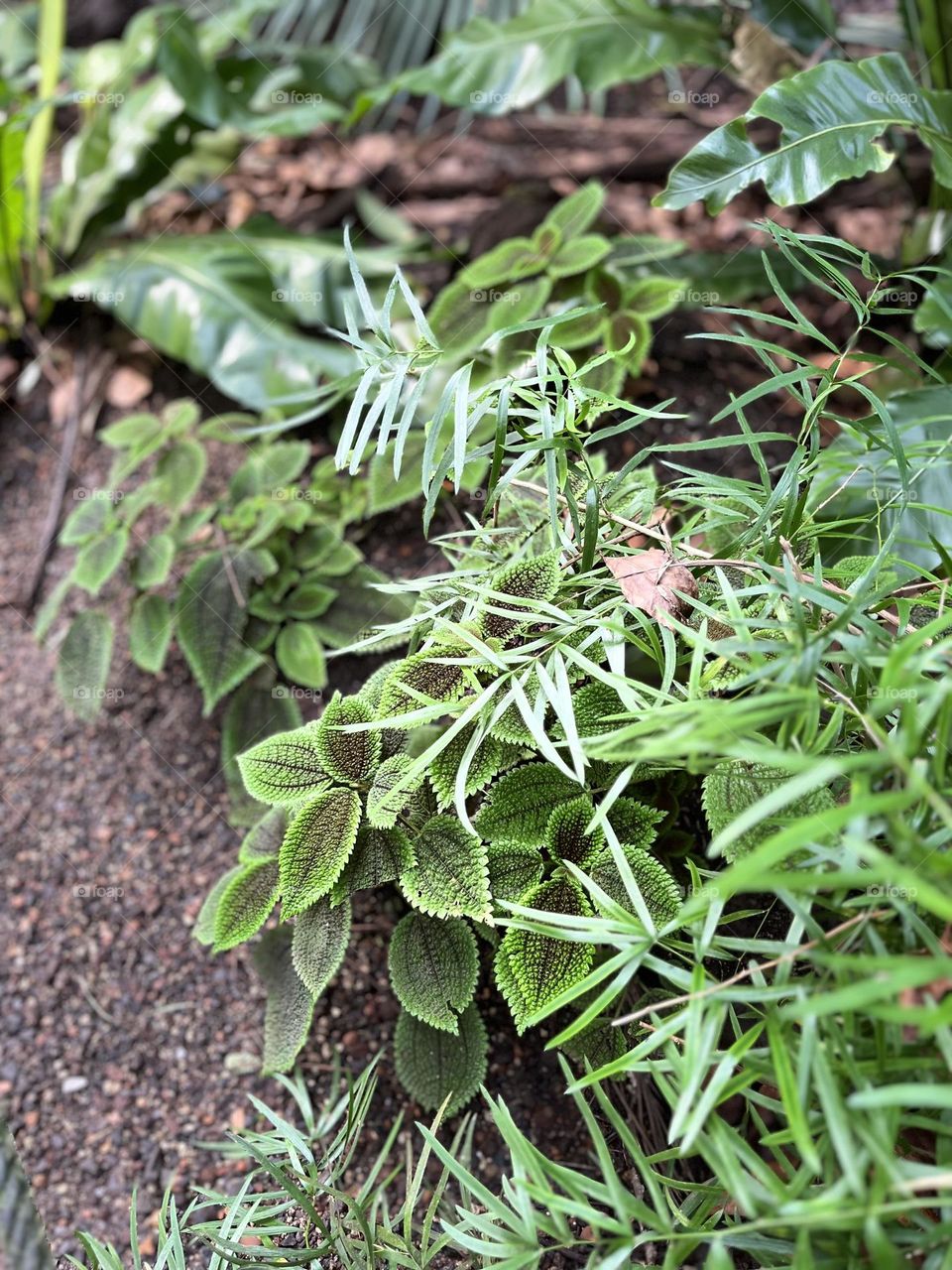 Beautiful tropical plant with amazing patterns