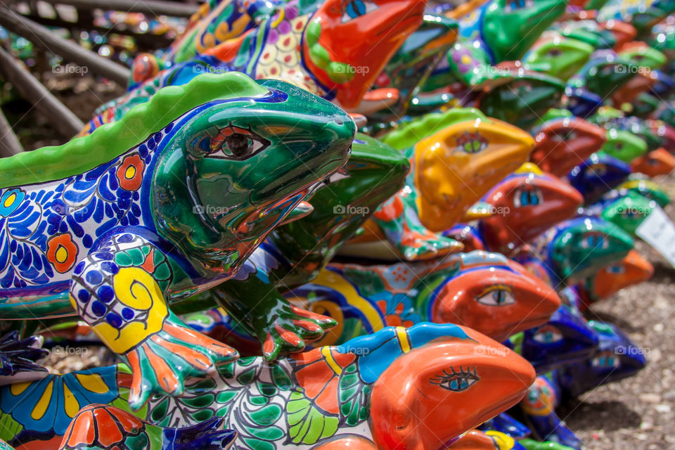 Colorful salamanders