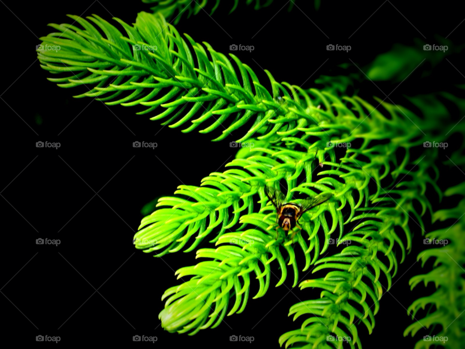 green nature macro fly by stevehardley7