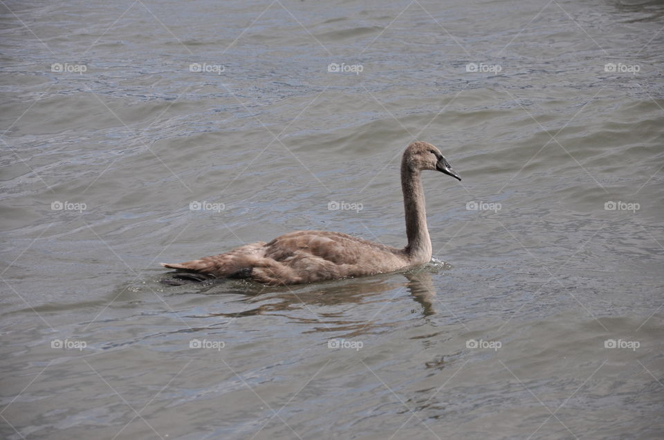 Cygnet