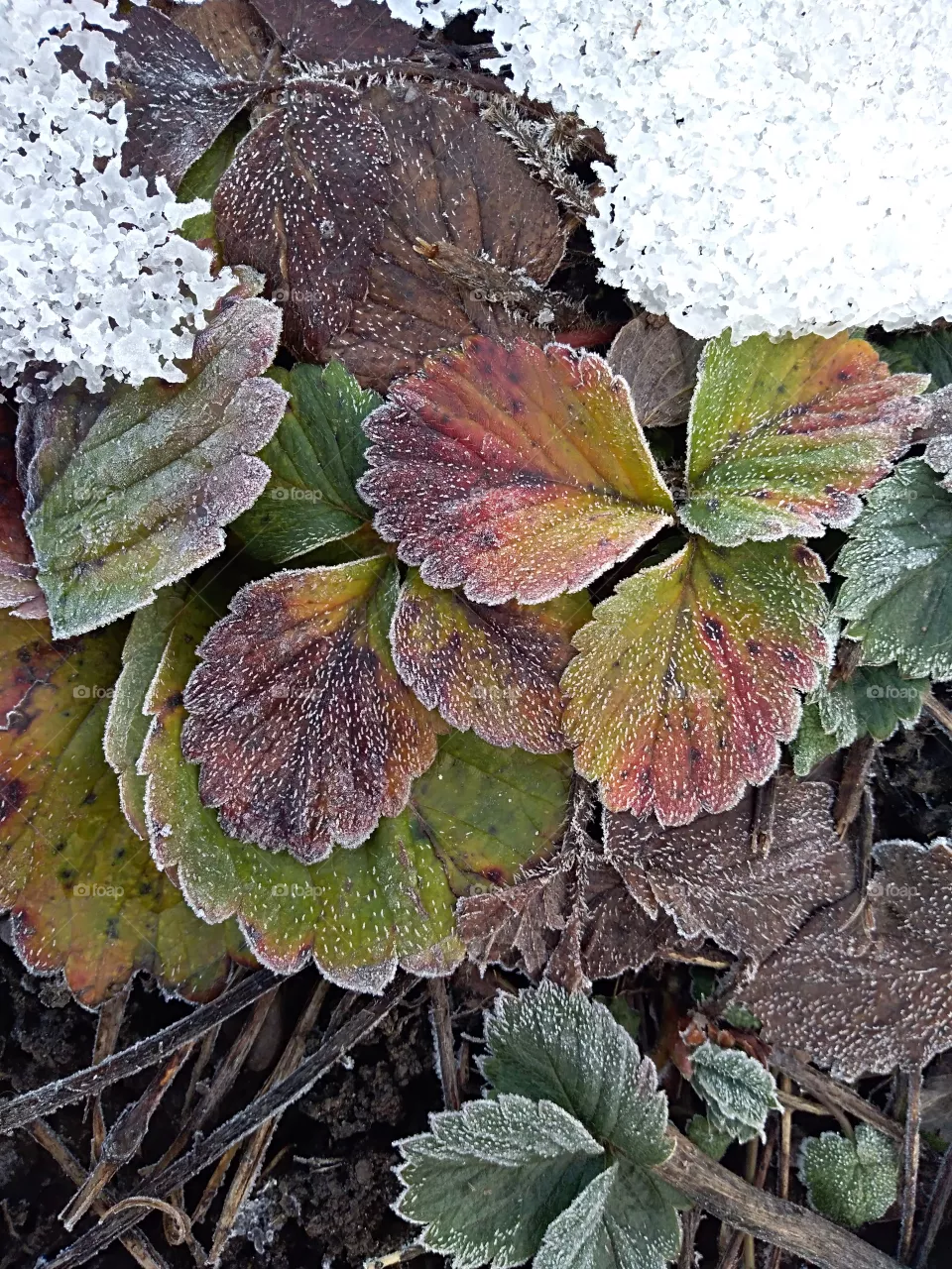 dead plant
