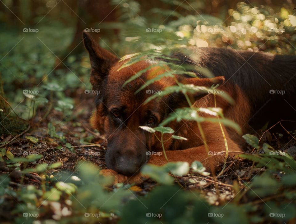 German shepherd dog outdoor portrait 