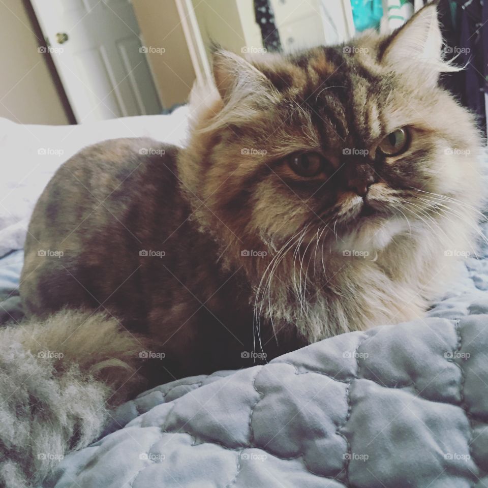 Norma, doll faced Persian from St. Louis! 