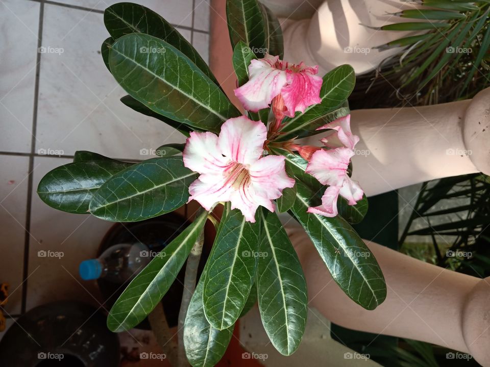 desert rose