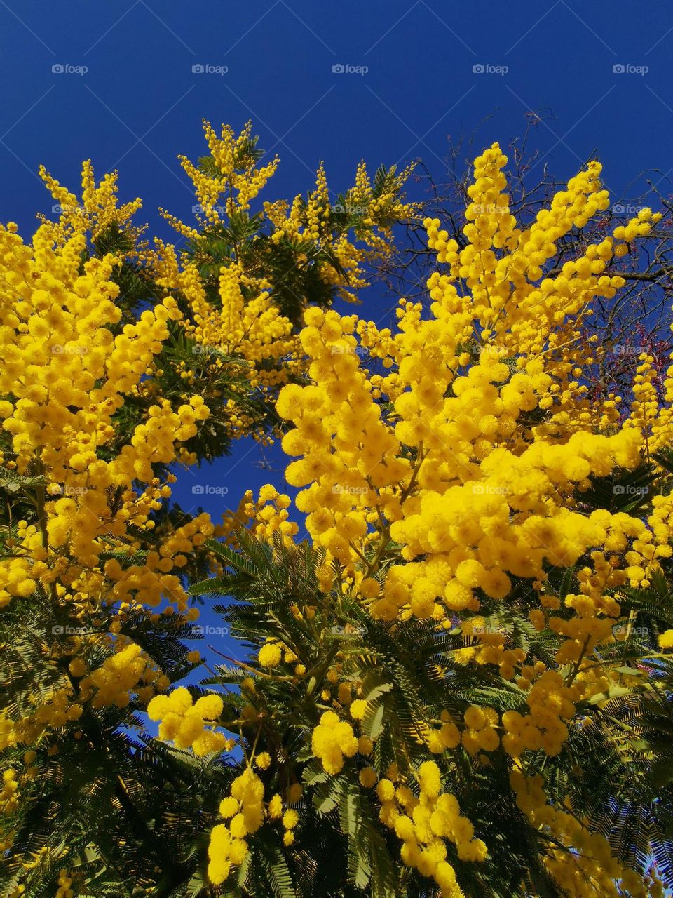 This is Spring. Blooming time. Yellow mimosas blossoms.