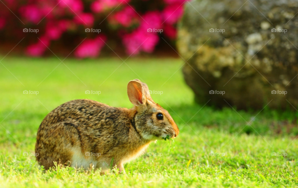 rabbit bunny marsh rabbit wild rabbit by lightanddrawing