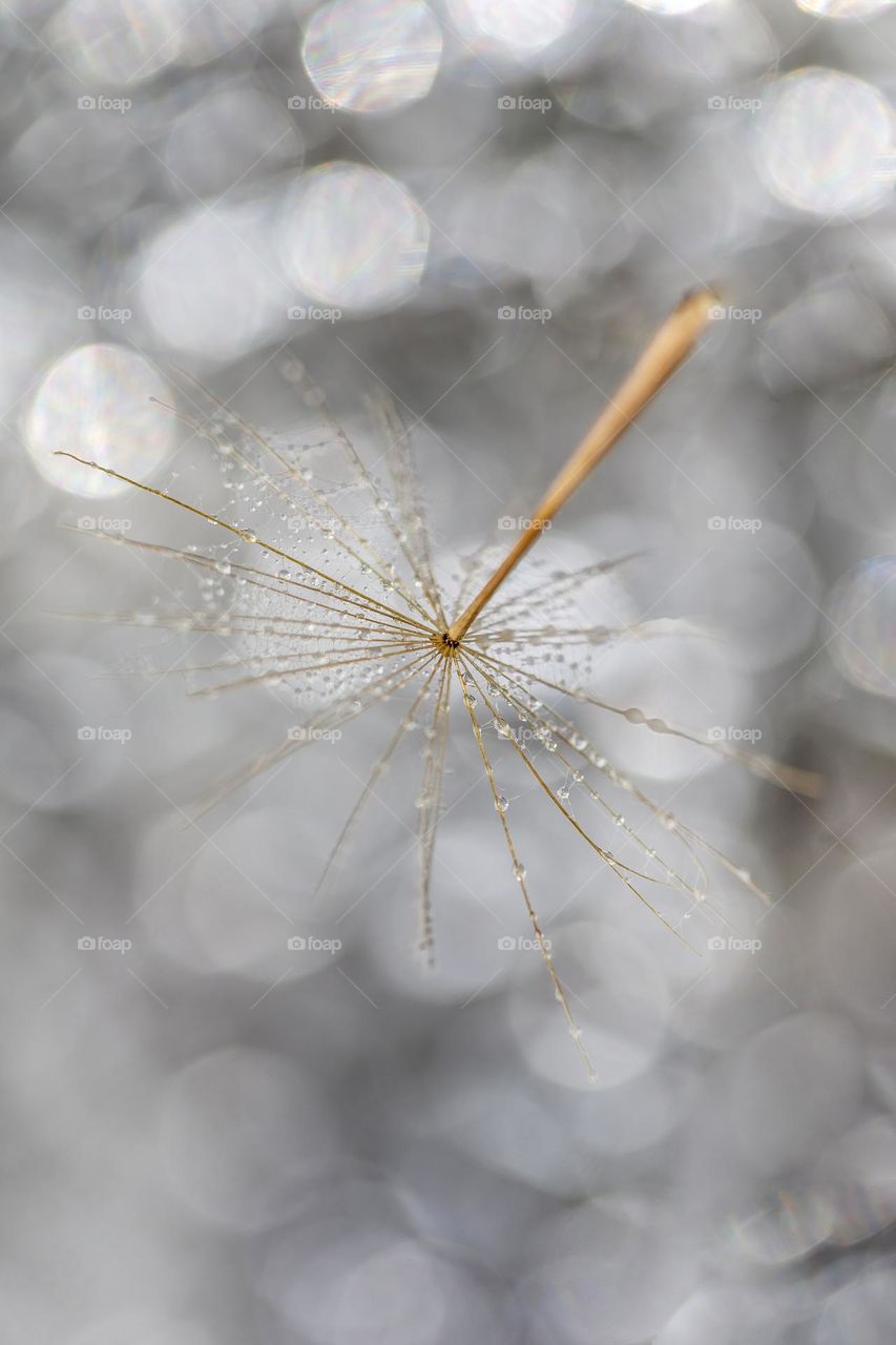 Dandelion puff macro closeup