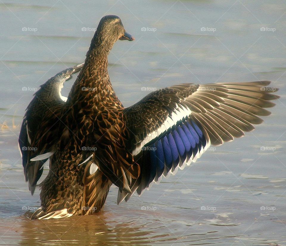 Mallard Duck Flapping Wings
