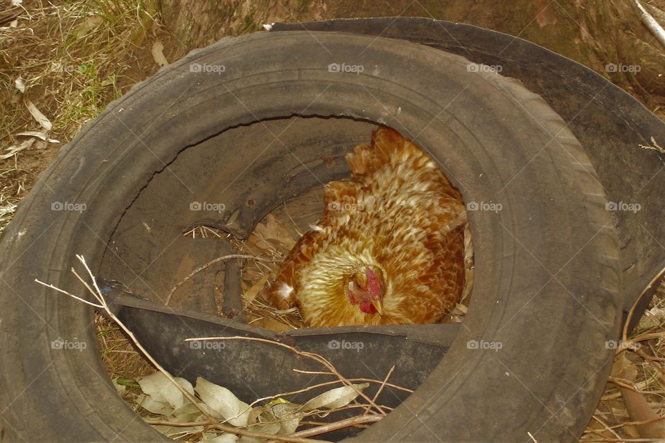 Chicken resting on the farm / Galinha descansando na fazenda 