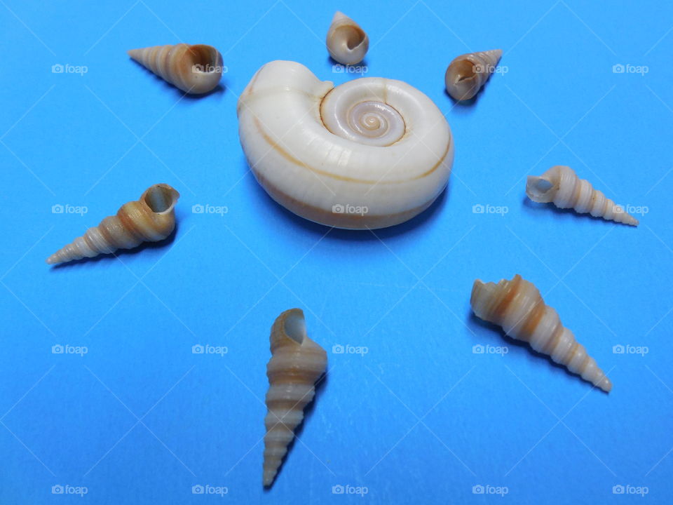 Seashell sun spiral design