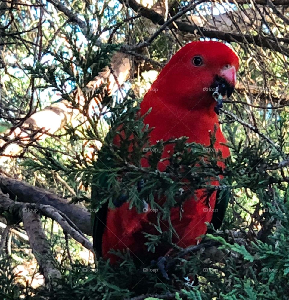 King parrot Australia 