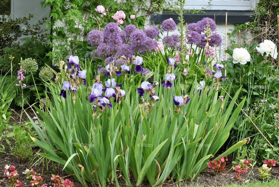 Purple flowers