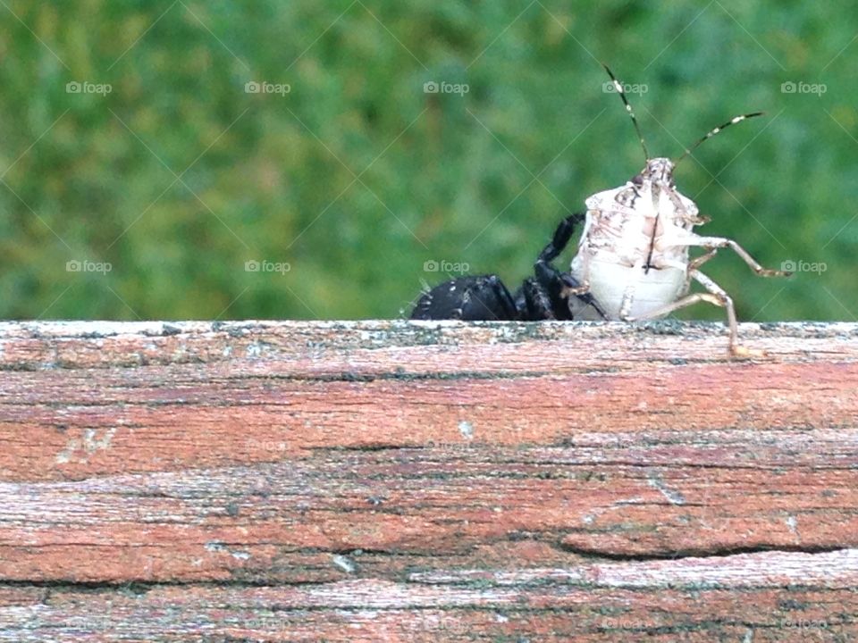 Do I help the spider or the bug?