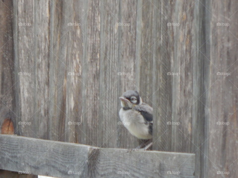 Baby Bluejay on a fence