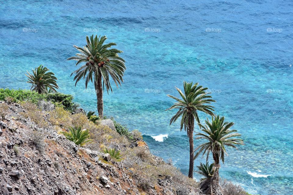 palms at the atlantic ocean coast on la gomera canary island in Spain