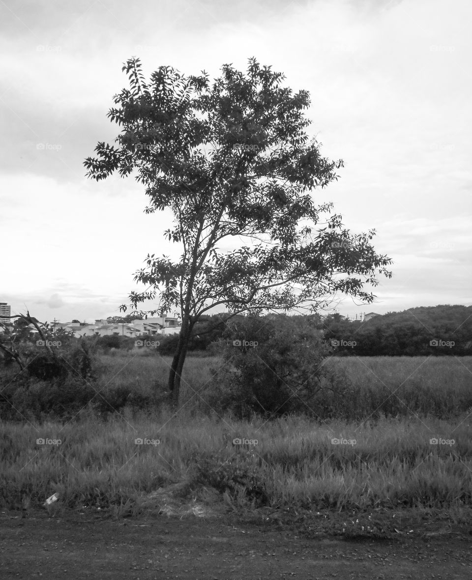 Black and white tree