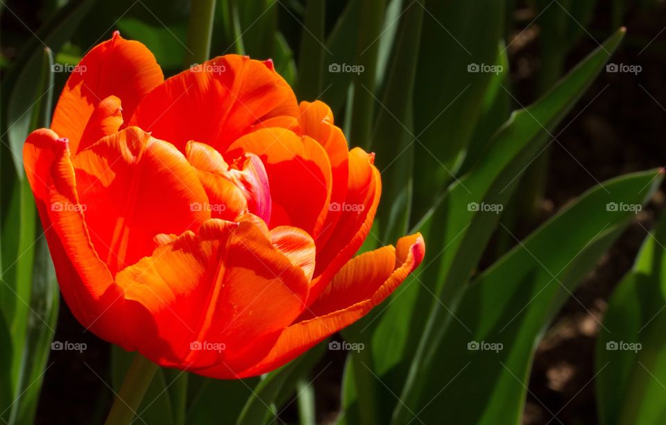Orange tulip in the sunlight
