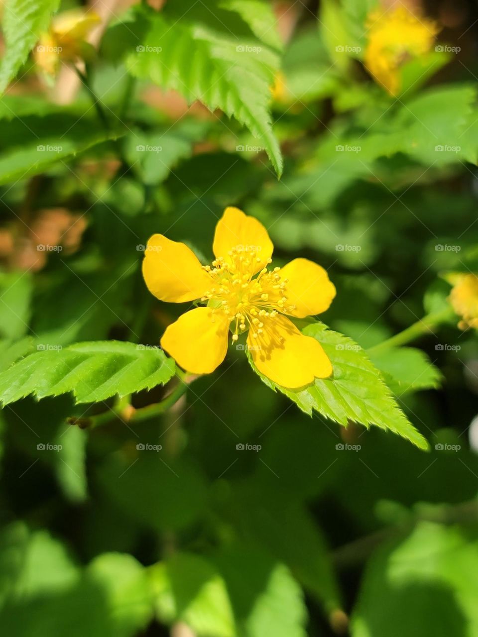 I love spring because its colors fill life with hope and color.