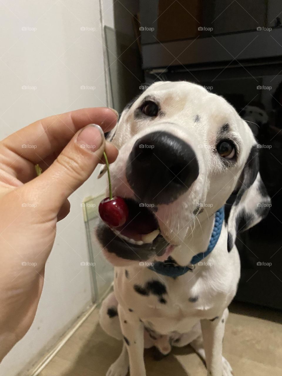 Puppy eating cherry