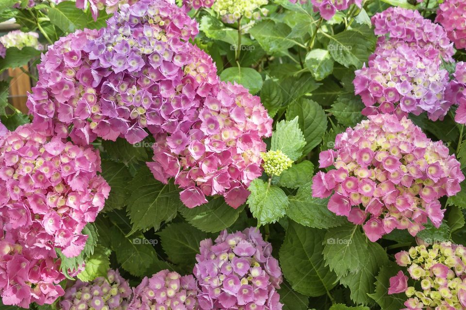 Beautiful pink flowers in the garden