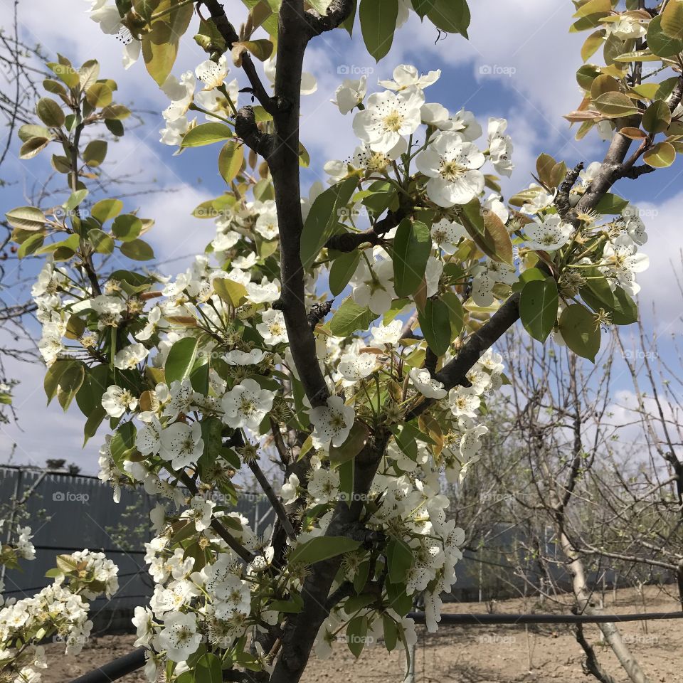Flowers of pear