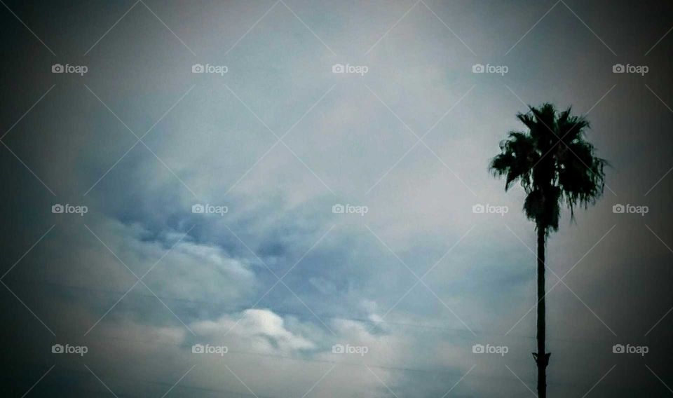 Palm Tree on a Cloudy Day (vignette)
