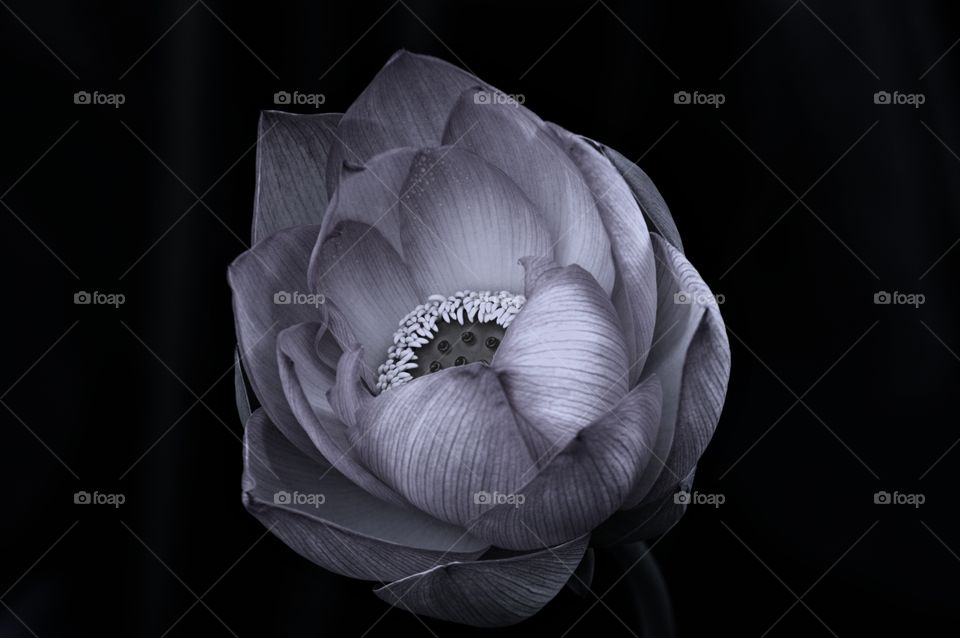 accented details of a lotus flower in natural and artificial light.