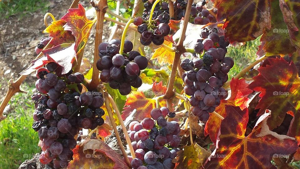Grapes on the vine. Vineyard walk