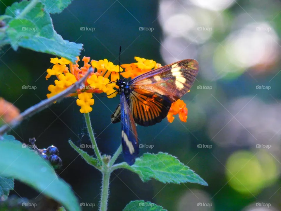 ~Naturaleza en su máxima expresión. 🦋🦋🌿🌱