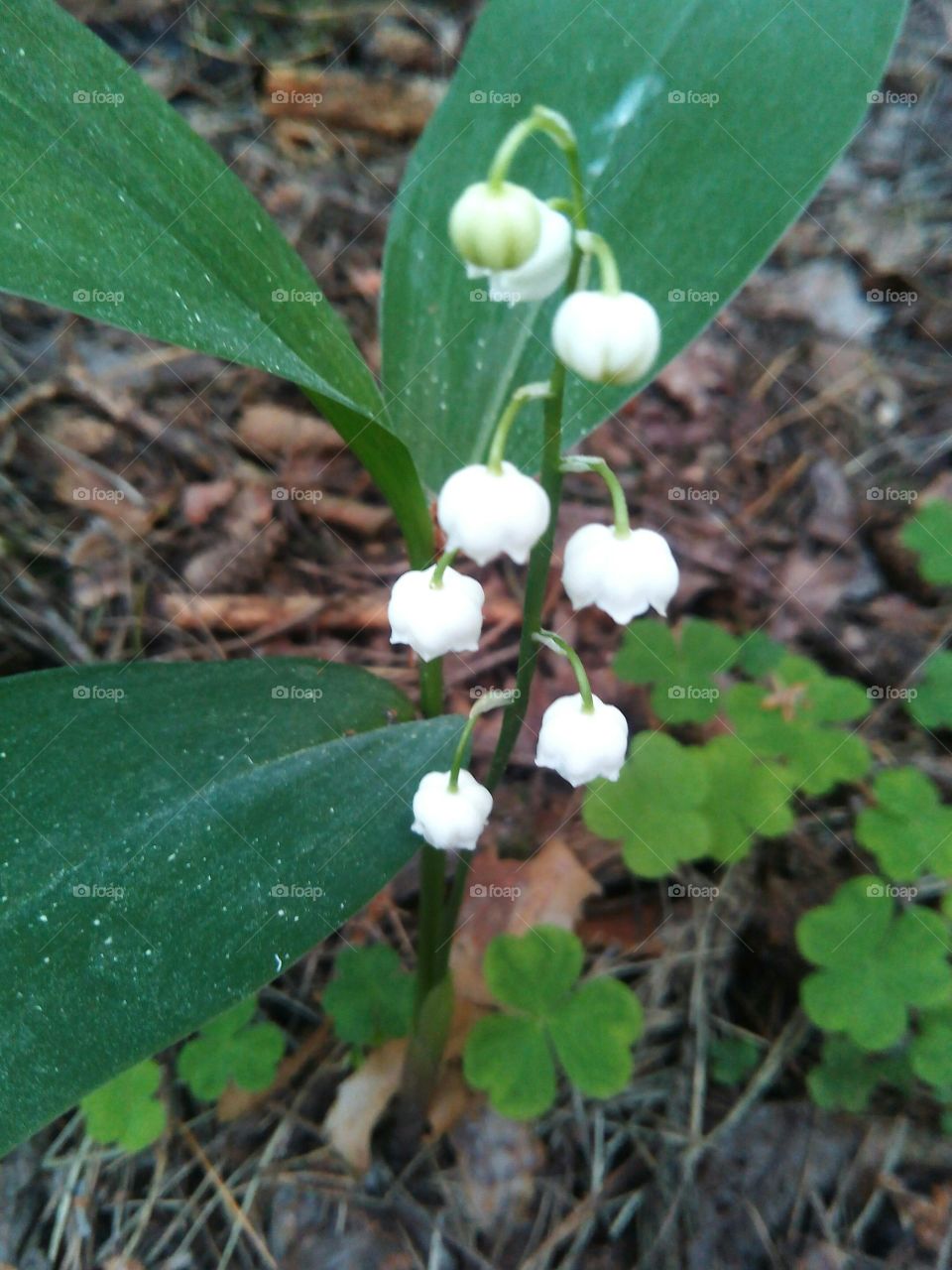 Leaf, Nature, Flower, Flora, No Person