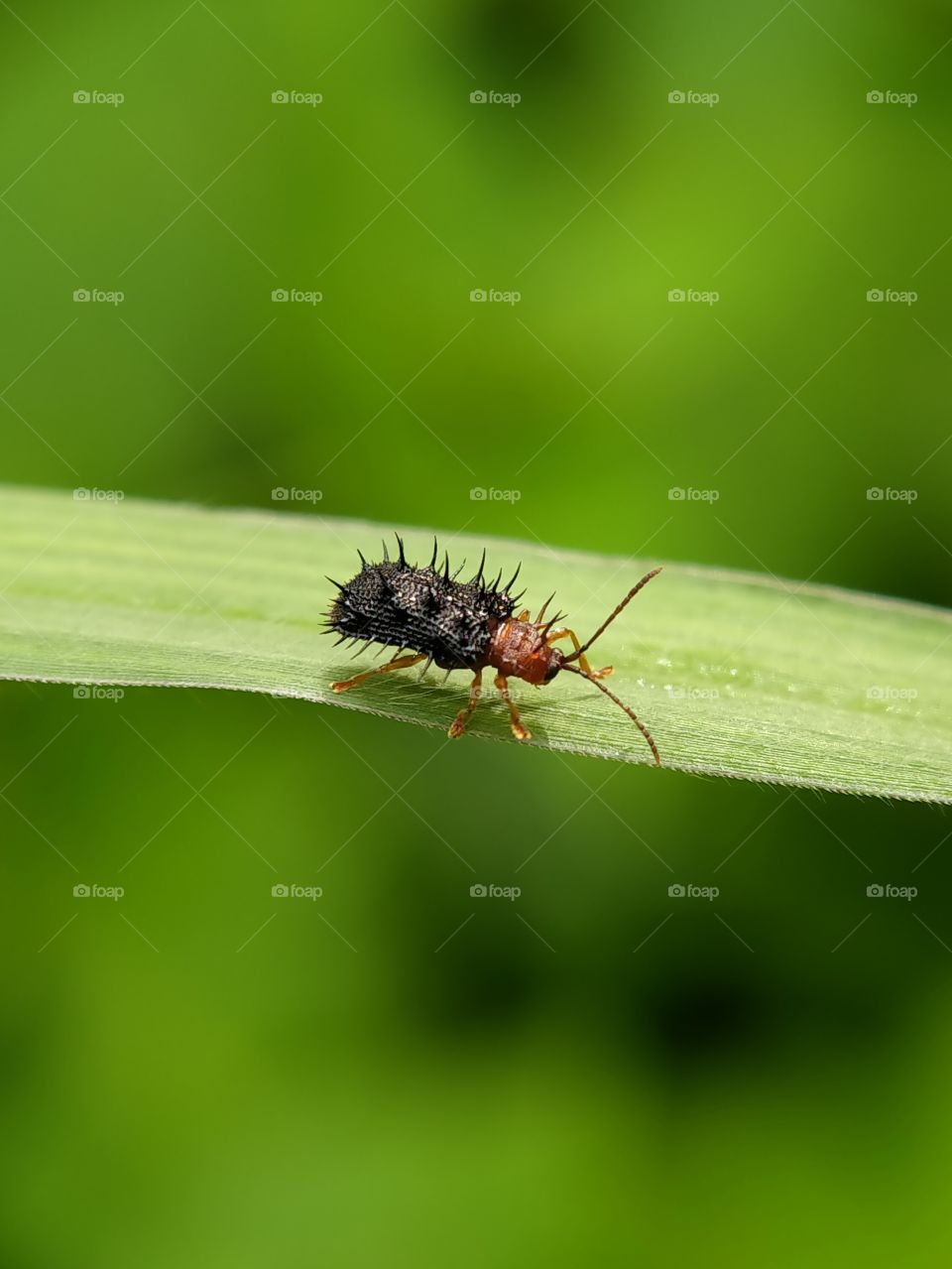 A red winged thorn bug is foraging on a leaf. This is a rare bug!