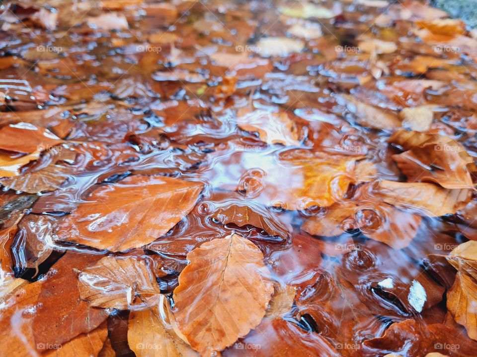 wet dry leaves in the puddle