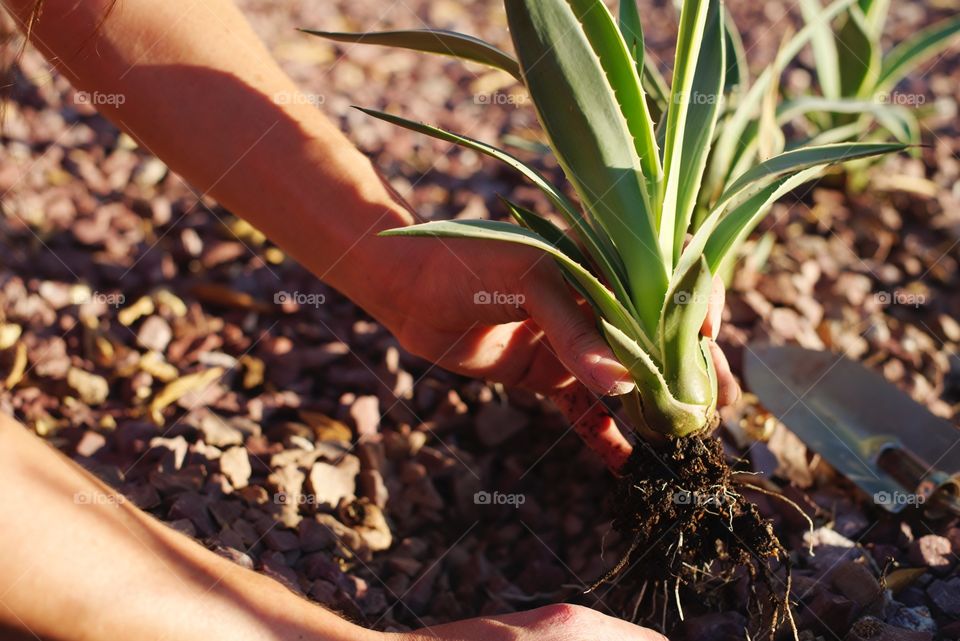 Planting Agave in the yard.