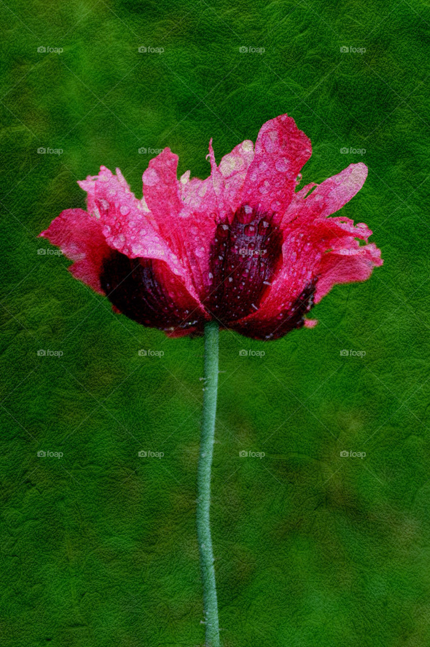 garden flower summer poppy by chris7ben