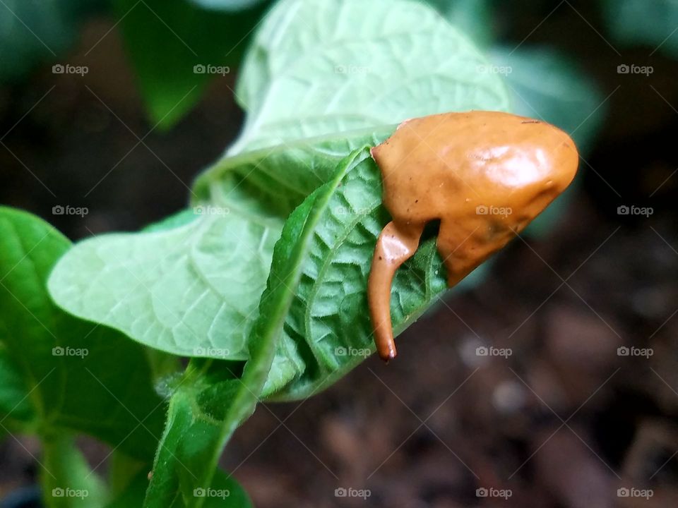 pole bean plant emerging from seed casing, close-up