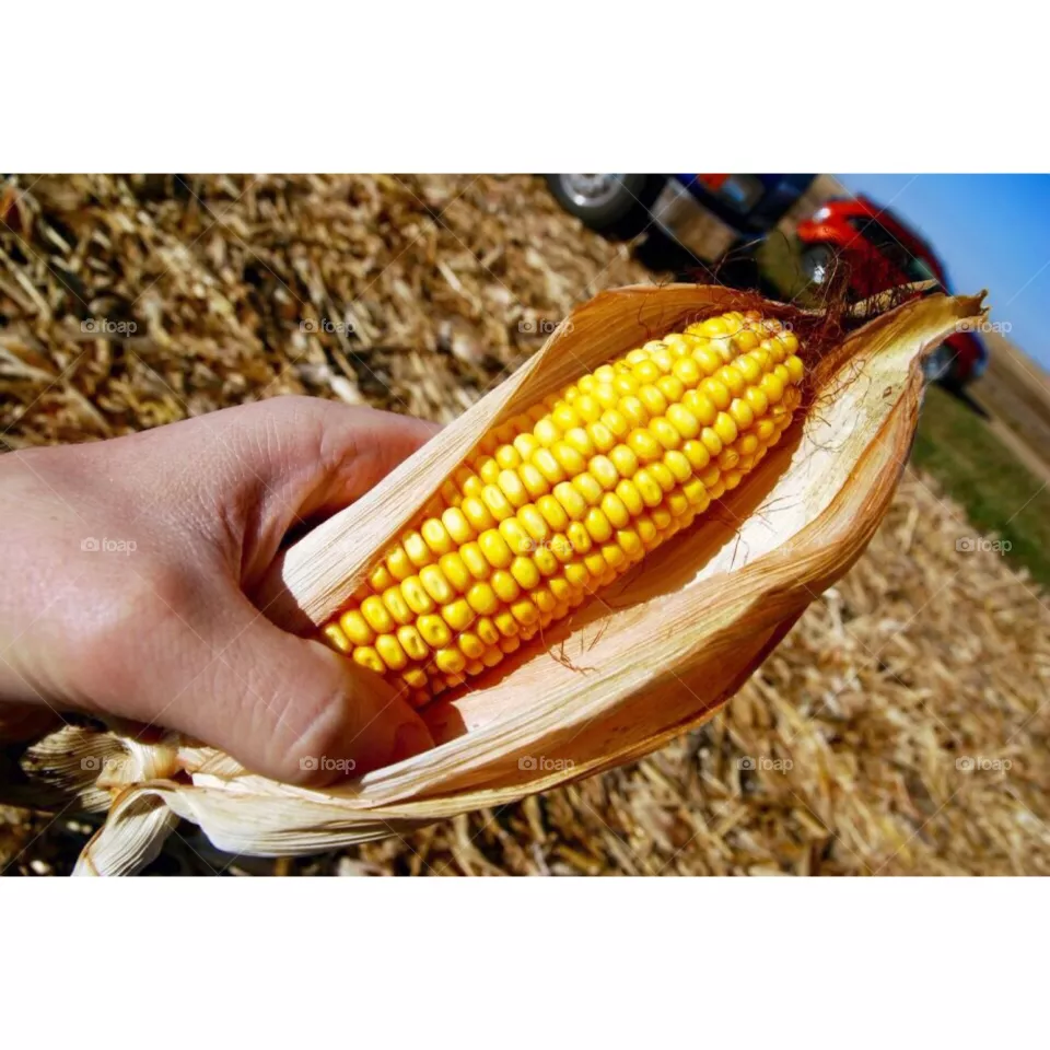 Corn