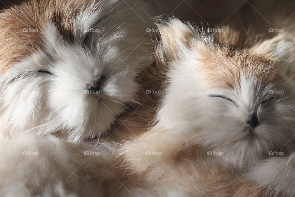 Kitty sleeping on mother cat stuffed decoration