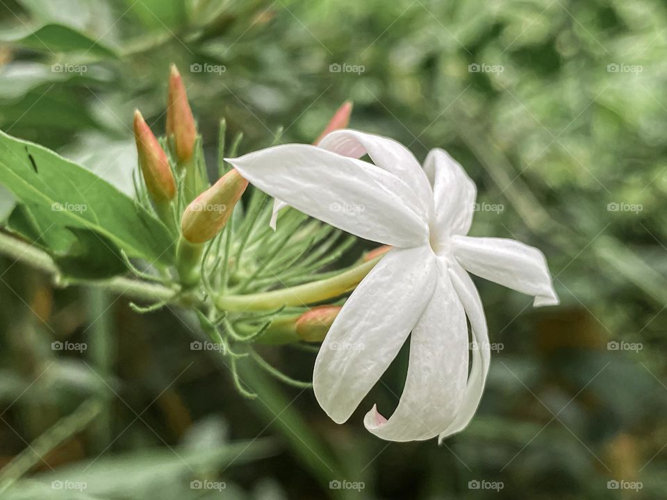 White jasmine flower 
