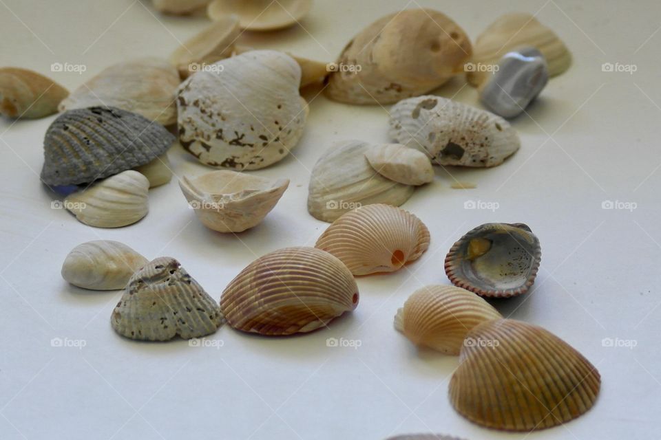 Close-up of seashells