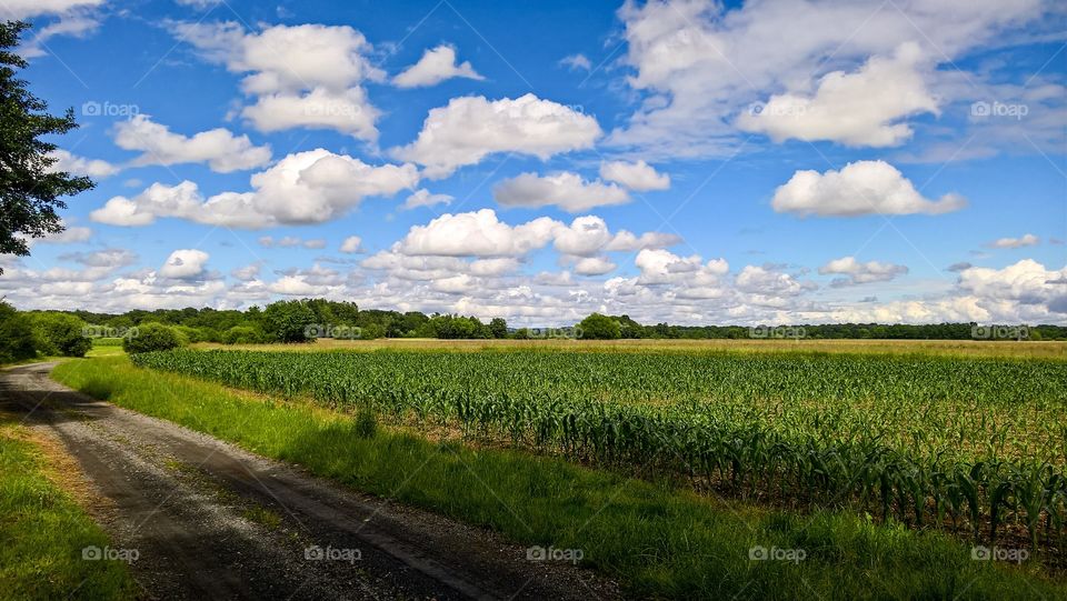 Footpath in the agriculture field