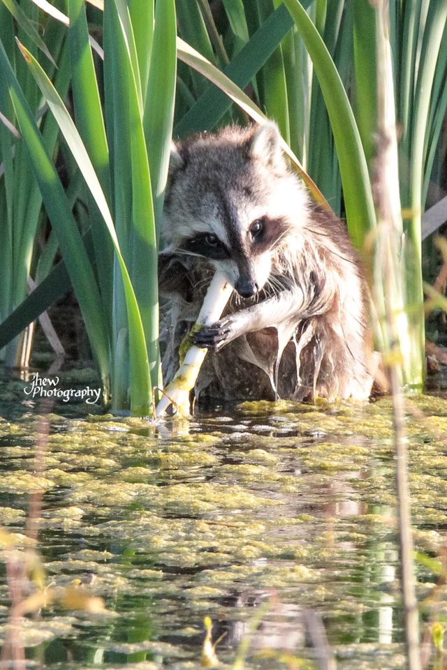Raccoon