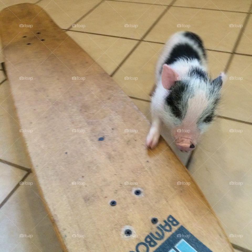 Sammy skateboarding