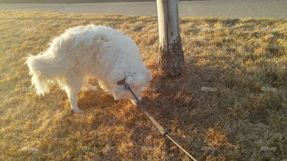 Chili sniffing around during our walk