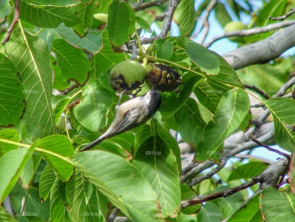 Bird on walnut 