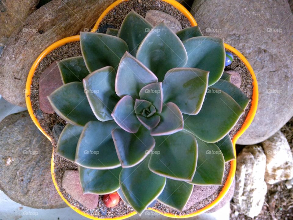 Echeveria succulent